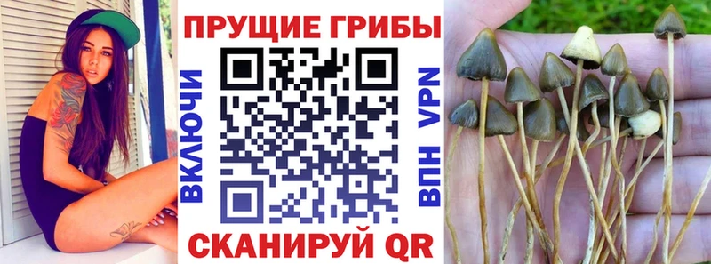 Купить где  Шелехов  Псилоцибиновые грибы GOLDEN TEACHER 